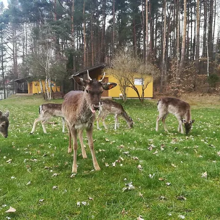 Village de vacances O.w.bingo Bieszkowice