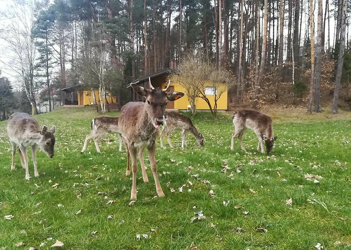 Πάρκο διακοπών O.w.bingo Bieszkowice