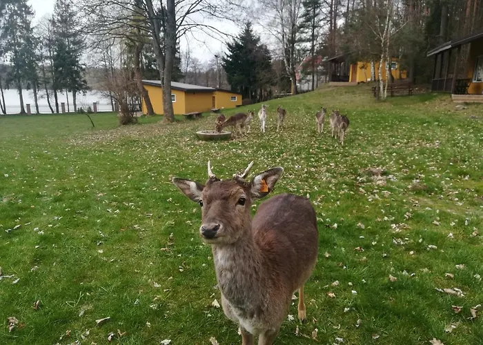 O.w.bingo Bieszkowice